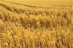 View of dried paddy rice field after harvesting.