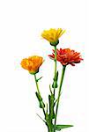 Red, Yellow and orange immortelle flowers isolated on white