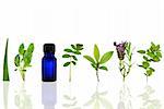 Herb leaf and flower selection with an aromatherapy essential oil glass bottle, over white background with reflection.