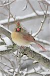 Female Northern Cardinal (cardinalis cardinalis) on a branch in a snow storm