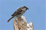 House Sparrow (Passer domesticus)  perched on a snow covered stump