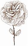 Hand drawn image of a rose.