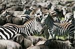 Zebra (Equus burchelli) in the great migration