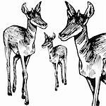 Hand-drawn sketch of an antelope - black and white.