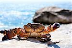 Crab basking in the sunshine with ocean in the background