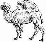 Hand drawn image of a camel.