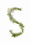 Spruce twigs forming the letter 'S' isolated on white