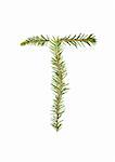 Spruce twigs forming the letter 'T' isolated on white