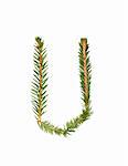 Spruce twigs forming the letter 'U' isolated on white