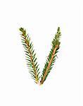 Spruce twigs forming the letter 'V' isolated on white