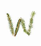 Spruce twigs forming the letter 'W' isolated on white