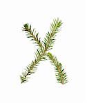Spruce twigs forming the letter 'X' isolated on white