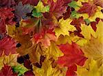 colorful fallen maple leaves collection