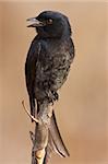 Drongo on perch looking to left singing