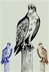 Hand drawn image of an osprey bird.