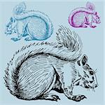 Hand drawn image of a squirrel.