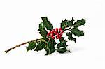 Holly leaf sprig with red berries over white background.