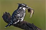 Pied Kingfisher with catch in Pilanesberg national park