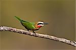 White-throated Bee-eater perched in greater kruger park