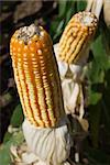 The maize is one known cultivated cereal to a large extent of the world. The maize extensively is used as human food or animal ration, had to its nutricionals qualities.