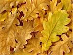 bright autumnal oak leaves background