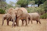 elephant family