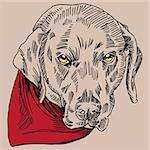 Labrador / German short-haired pointer dog with scarf in a hand drawn pen and ink style.
