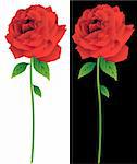 3D image of red roses with white and black backgrounds.