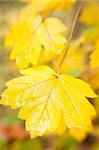 autumn leaves background / used special soft focus lens