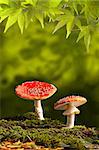 fly mushroom Amanita muscaria colors of autumn