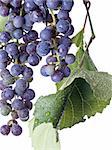Raisins sur la vigne