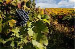 Port wine grapes on a beautiful vineyard in the Douro Region, Portugal.