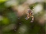 European garden spider in it's web