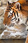 Siberian tiger walking in zoo. Winter time