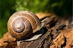 Snail on a tree bark, extremely closeup