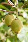 Kiwi fruits in the tree macro detail agriculture