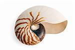 sea shell isolated over a white background for design