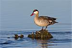 Red-billed Teal in shallow water