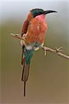Southern Carmine Bee-eater in song on twig with green out of focus background