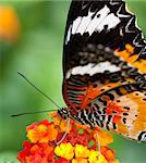 the butterfly fall on the flower in a garden outdoor.