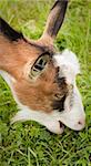 close up of goat eating grass on the pasture