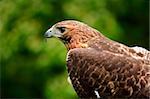 Close up of a Red Tailed Hawk  Buteo jamaicensis