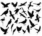 vector collection of flying bird silhouettes