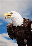 A Bald Eagle against a cloudy sky.