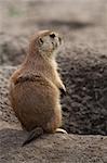 Prairie dog standing next to its hole. These animals native to the grasslands of North America