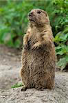 Big prairie dog stading straight. These animals native to the grasslands of North America