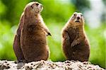 Group of prairie dogs looking around. These animals native to the grasslands of North America