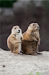 Two prairie dogs looking around. These animals native to the grasslands of North America