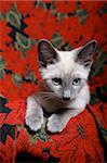 Small, lilac point siamese kitten on red poinsettia tapestry chair.