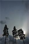 Silhouette of three pine trees against gray moody sky